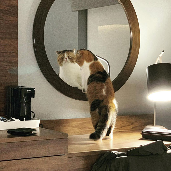Cats Trying To Figure Out Mirrors
