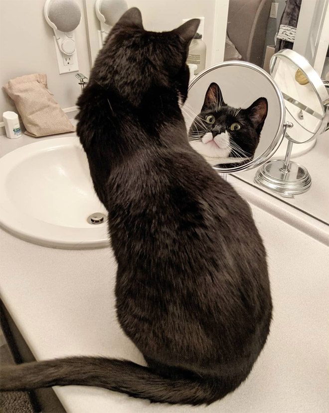 Cats Trying To Figure Out Mirrors