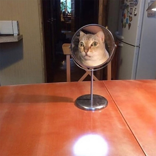 Cats Trying To Figure Out Mirrors