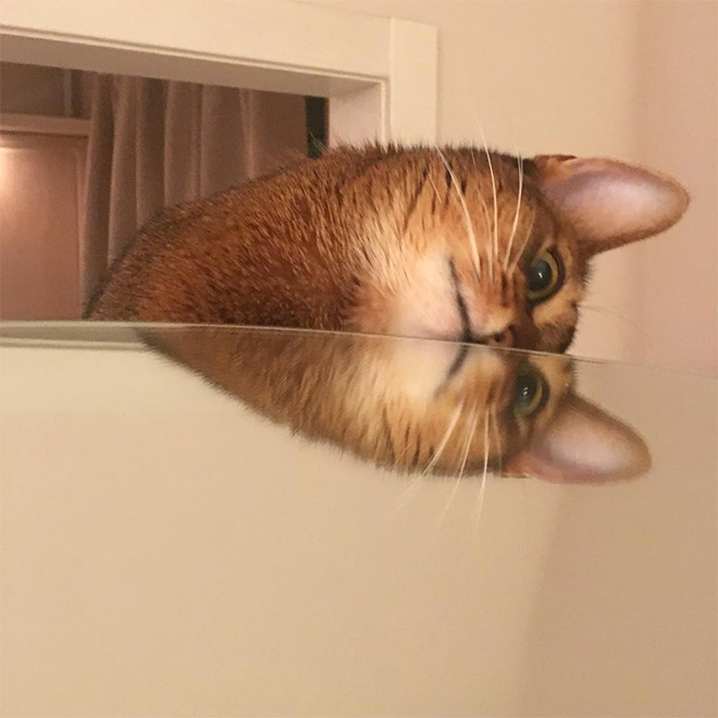 Cats Trying To Figure Out Mirrors