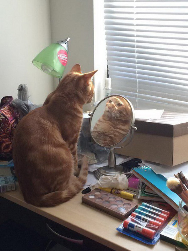 Cats Trying To Figure Out Mirrors