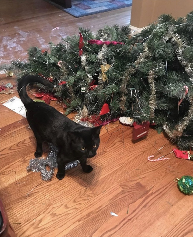 Cats vs. Christmas Trees