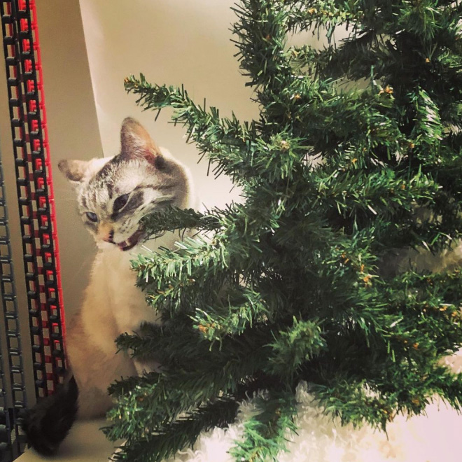 Cats vs. Christmas Trees