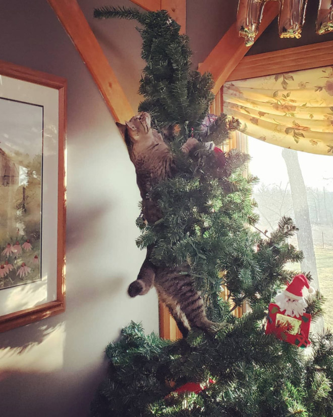 Cats vs. Christmas Trees