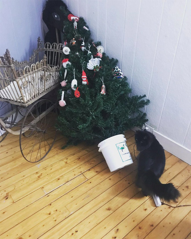 Cats vs. Christmas Trees
