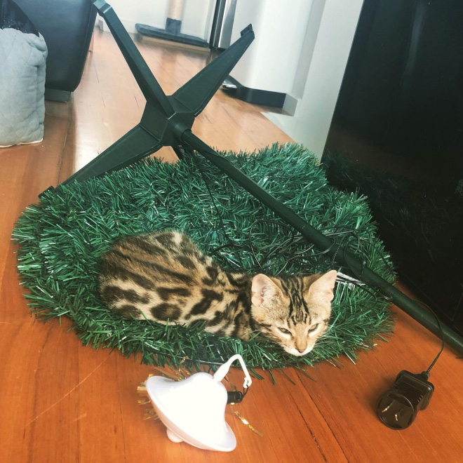 Cats vs. Christmas Trees