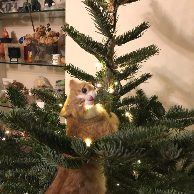 Cats vs. Christmas Trees