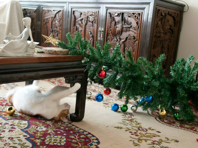 Cats vs. Christmas Trees