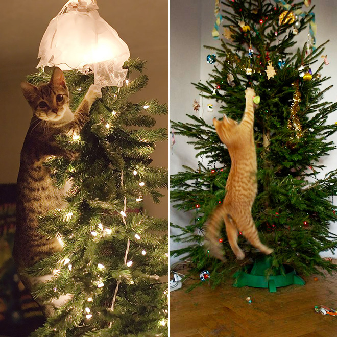 Cats vs. Christmas Trees