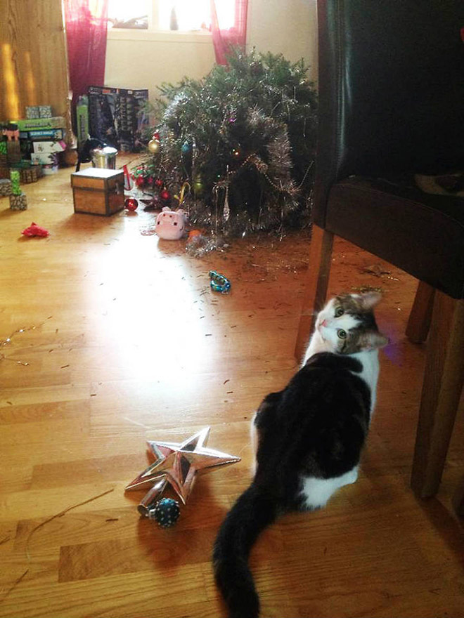 Cats vs. Christmas Trees