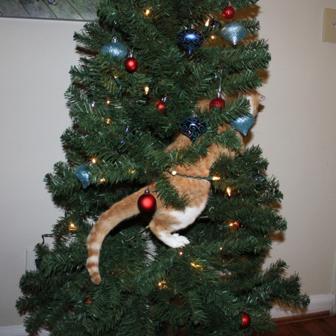 Cats vs. Christmas Trees
