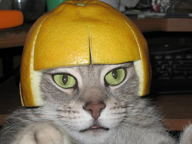 Cats Wearing Fruit Hats