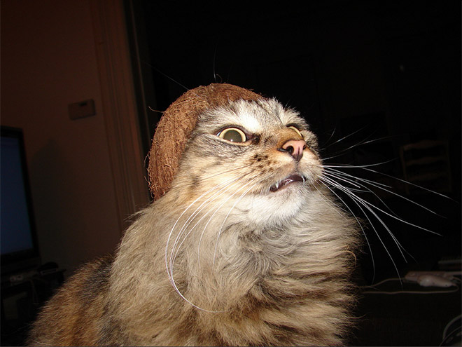 Cats Wearing Fruit Hats
