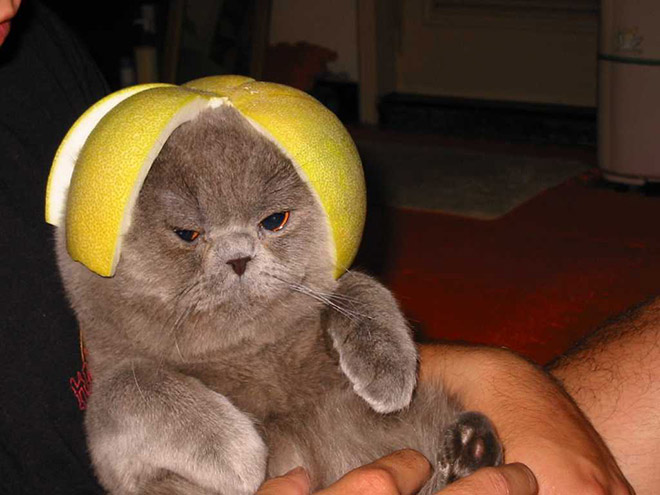 Cats Wearing Fruit Hats
