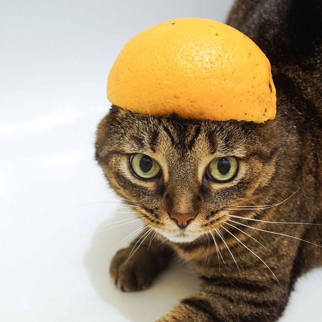 Cats Wearing Fruit Hats
