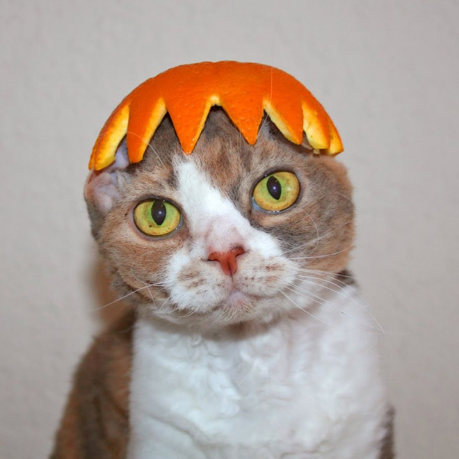 Cats Wearing Fruit Hats
