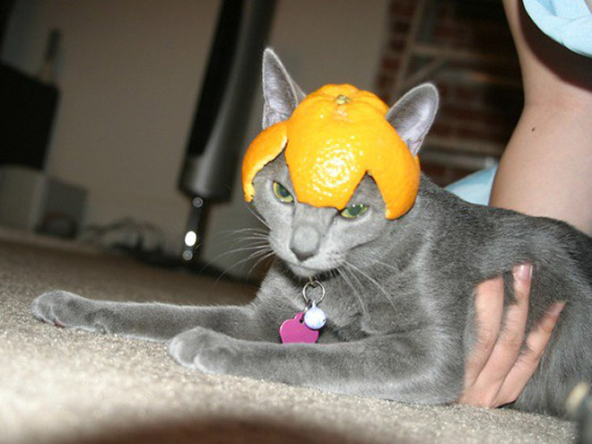 Cats Wearing Fruit Hats