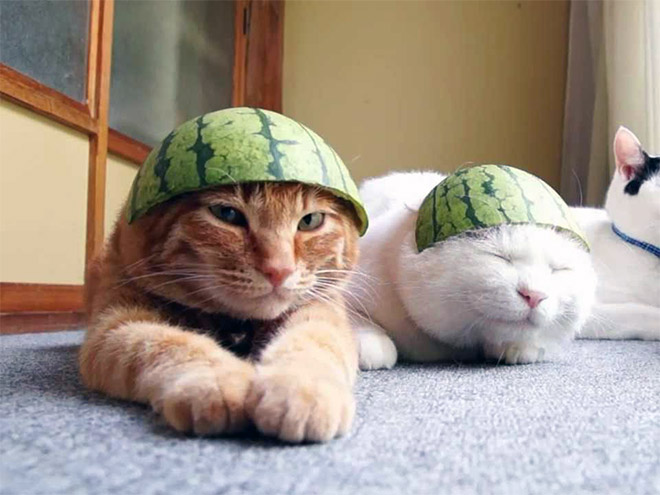 Cats Wearing Fruit Hats