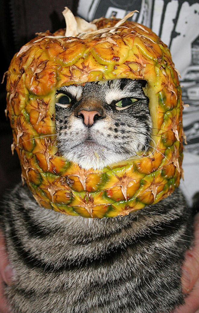 Cats Wearing Fruit Hats