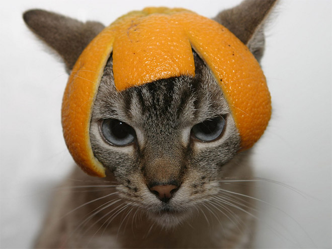 Cats Wearing Fruit Hats