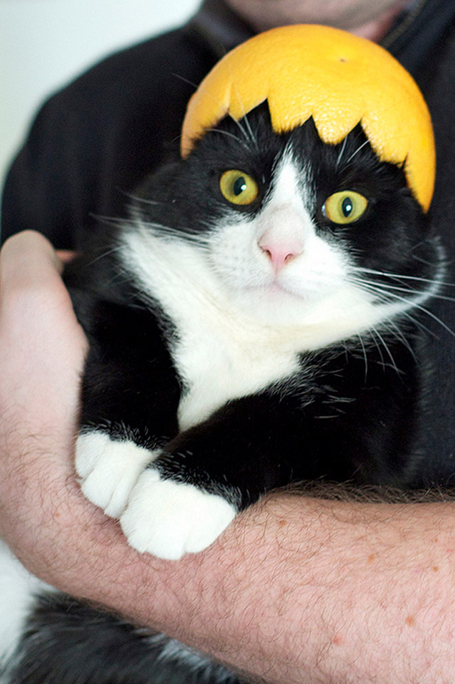 Cats Wearing Fruit Hats