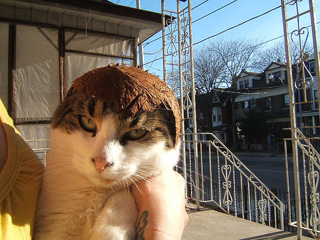 Cats Wearing Fruit Hats