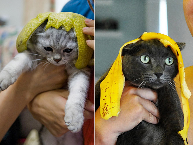 Cats Wearing Fruit Hats