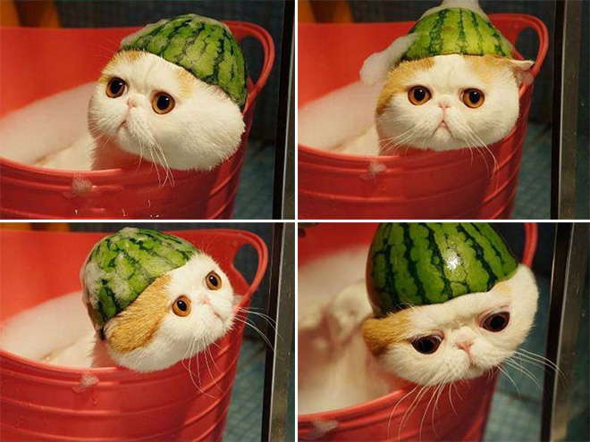 Cats Wearing Fruit Hats