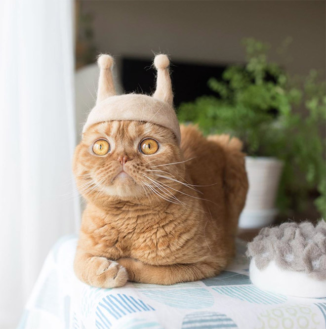 Cats Wearing Hats Made From Their Own Hair