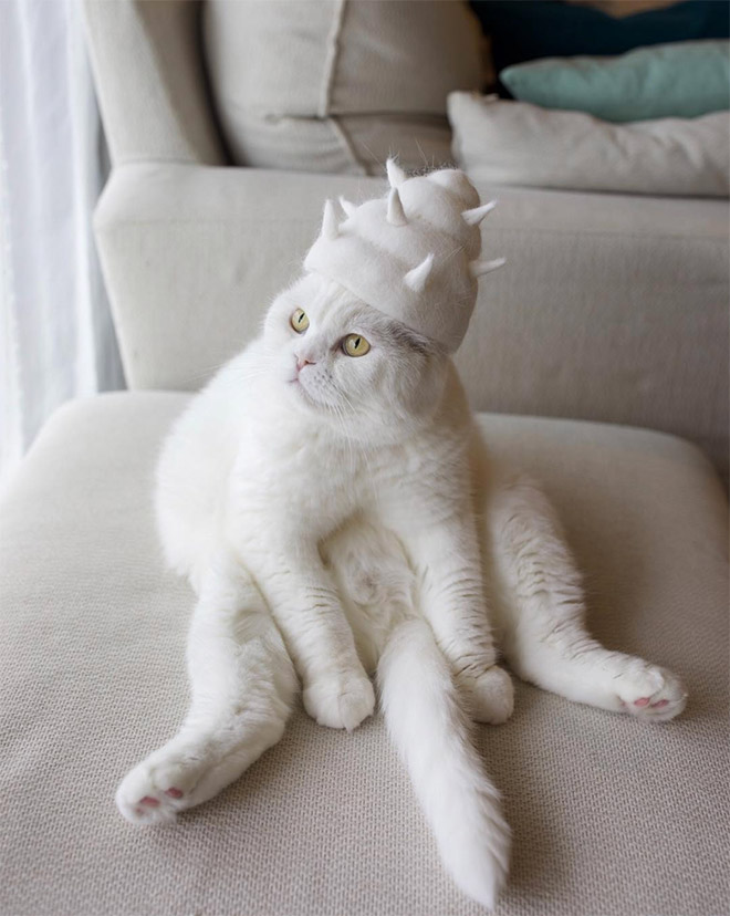 Cats Wearing Hats Made From Their Own Hair