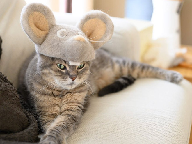 Cats Wearing Hats Made From Their Own Hair