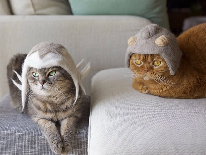 Cats Wearing Hats Made From Their Own Hair