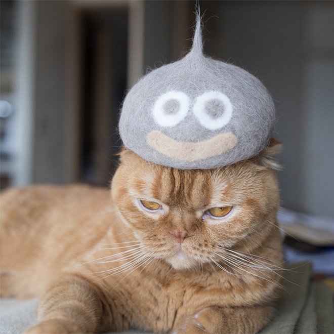 Cats Wearing Hats Made From Their Own Hair