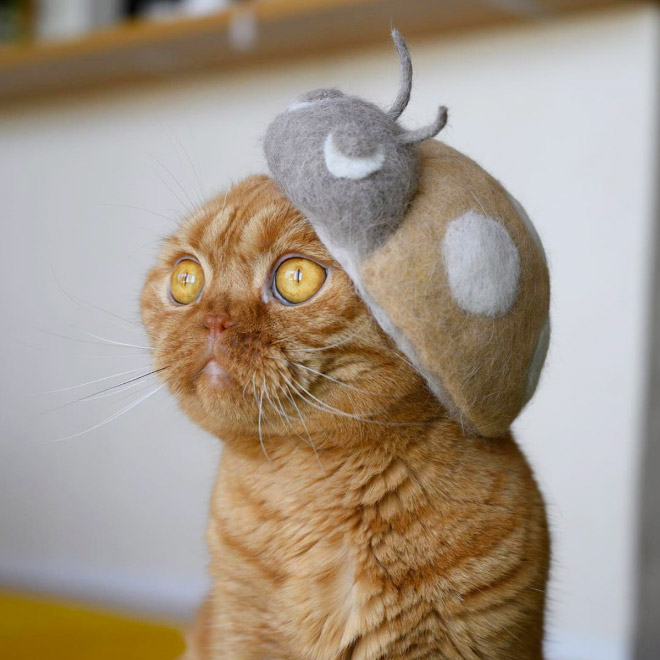 Cats Wearing Hats Made From Their Own Hair