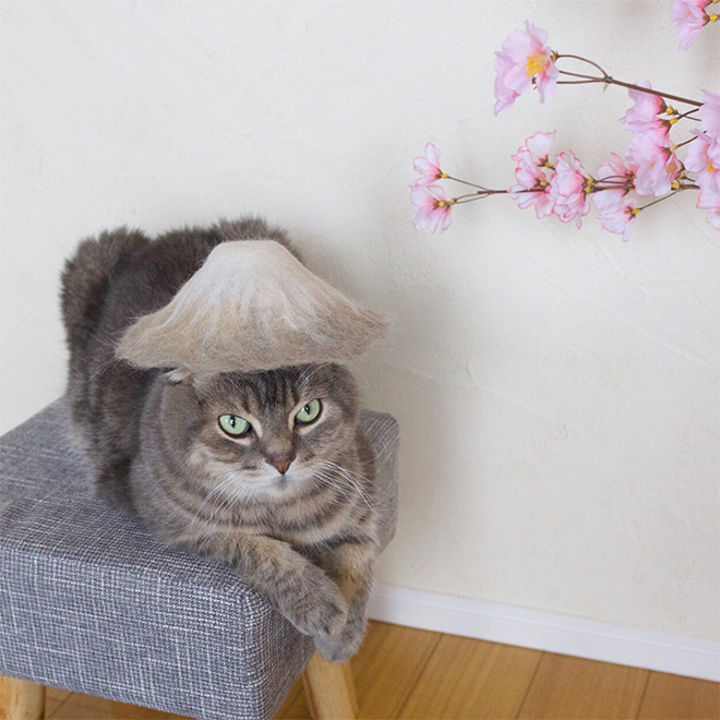 Cats Wearing Hats Made From Their Own Hair
