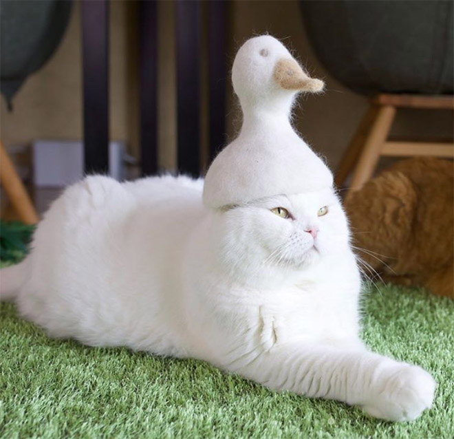 Cats Wearing Hats Made From Their Own Hair
