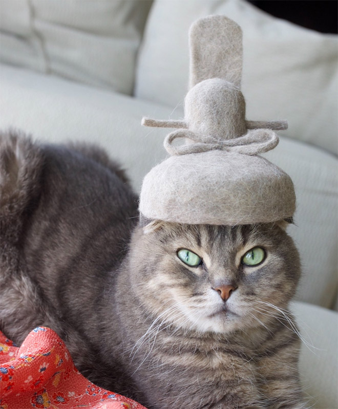 Cats Wearing Hats Made From Their Own Hair