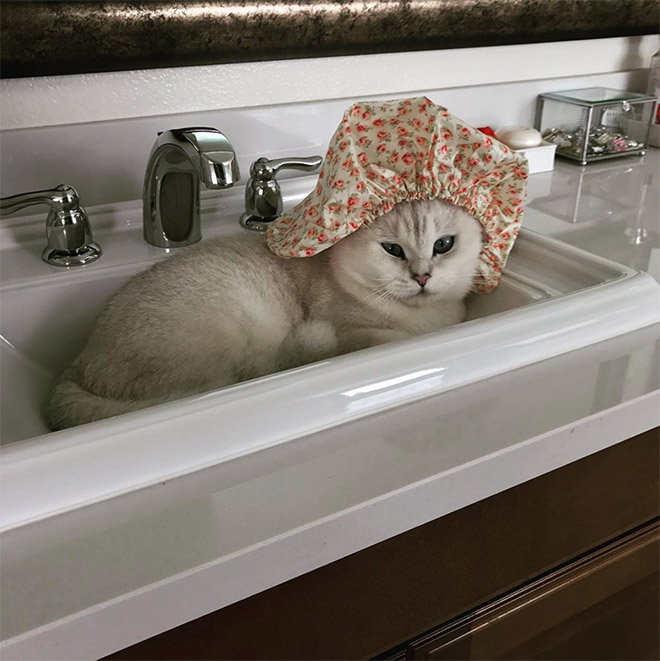 Cats Wearing Shower Caps