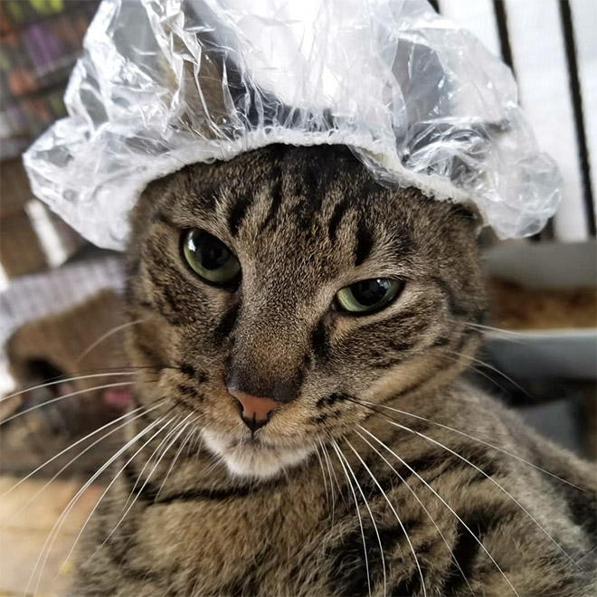 Cats Wearing Shower Caps