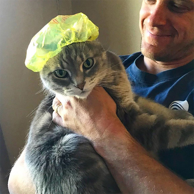 Cats Wearing Shower Caps