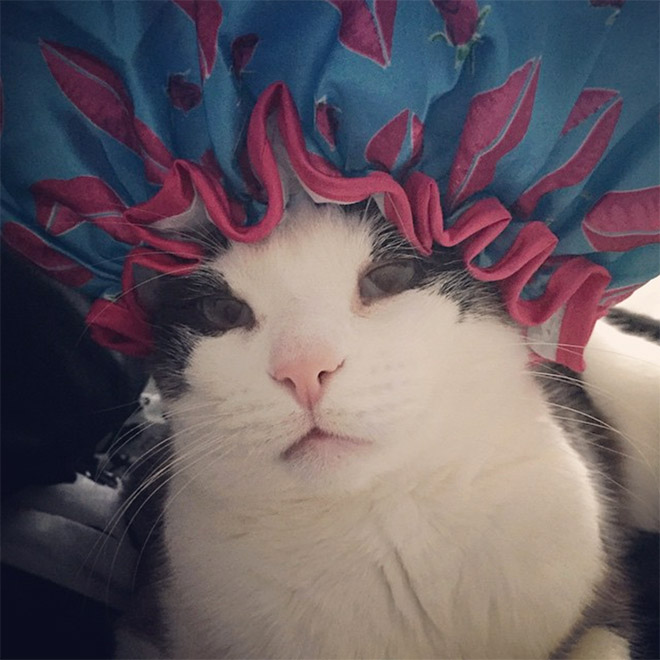 Cats Wearing Shower Caps