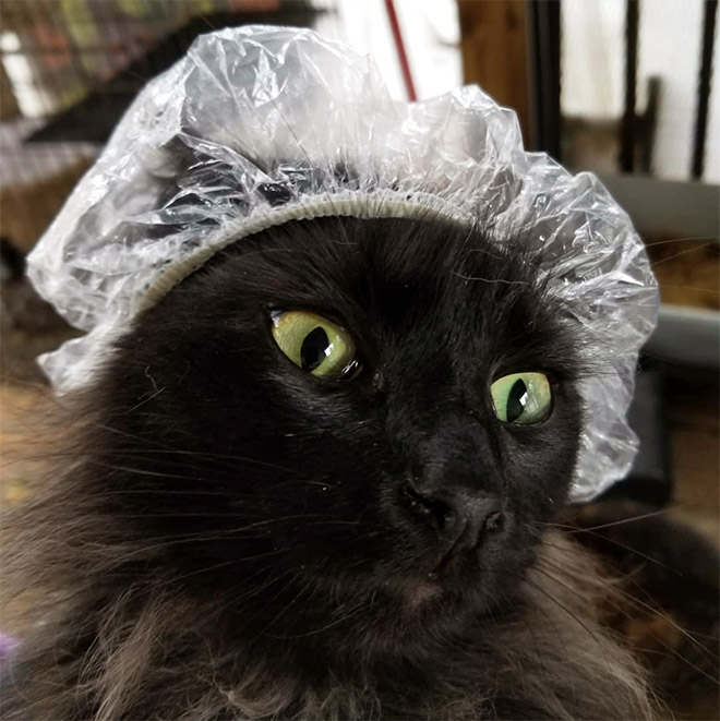 Cats Wearing Shower Caps