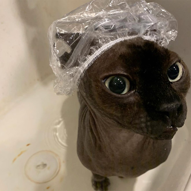 Cats Wearing Shower Caps