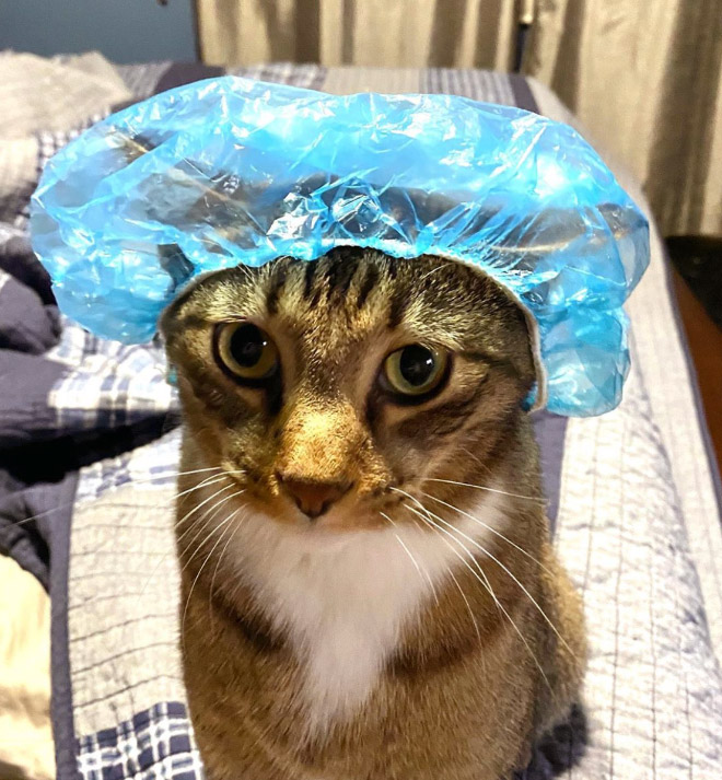 Cats Wearing Shower Caps