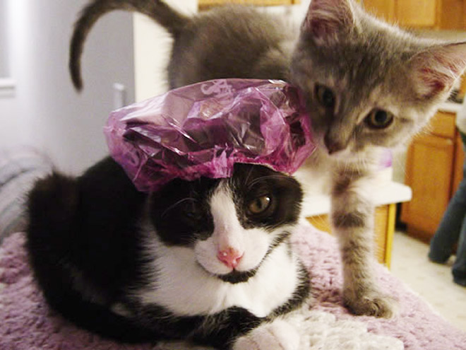 Cats Wearing Shower Caps