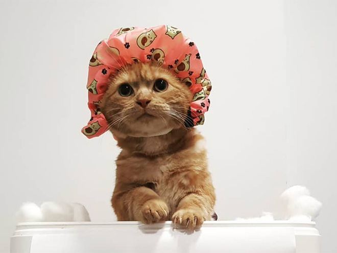 Cats Wearing Shower Caps