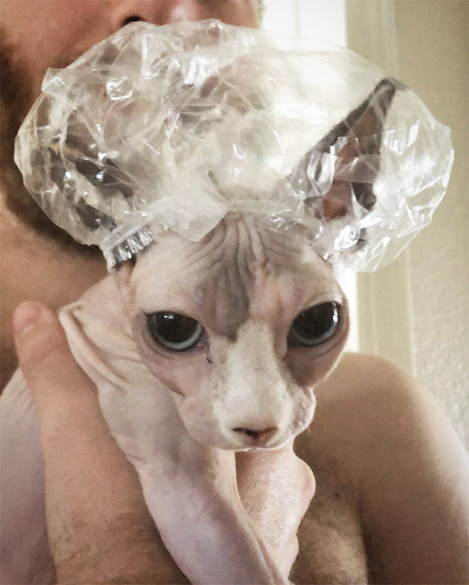Cats Wearing Shower Caps