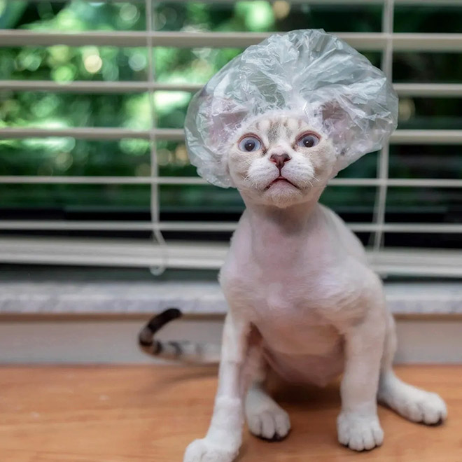 Cats Wearing Shower Caps