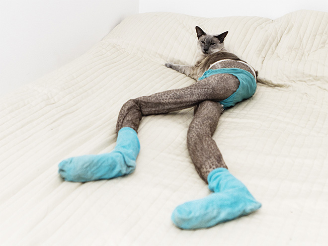Cats Wearing Tights