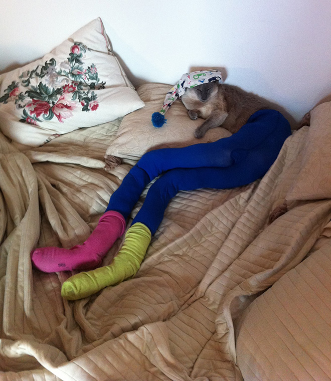 Cats Wearing Tights
